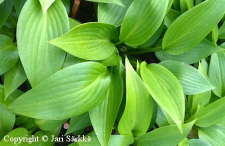 Hosta Tardiana-Ryhm 'Smaragd', tarhakuunlilja